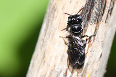 Ceratina