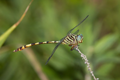 Aphylla angustifolia