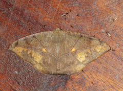 Oxydia trychiata