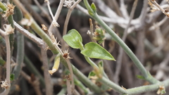 Carlowrightia arizonica