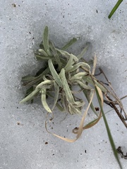Pseudognaphalium beneolens