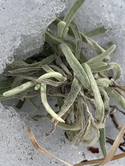 Pseudognaphalium beneolens