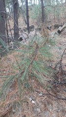 Pinus durangensis