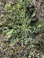 Engelmannia peristenia