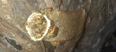 Tetragonisca angustula