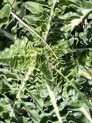 Engelmannia peristenia