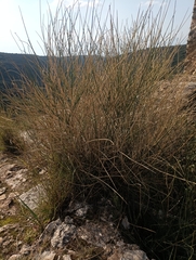 Polygonum equisetiforme