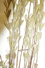 Lechea stricta