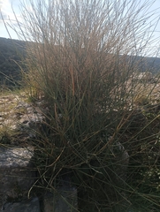 Polygonum equisetiforme