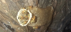 Tetragonisca angustula