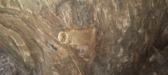 Tetragonisca angustula