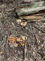 Omphalotus olivascens