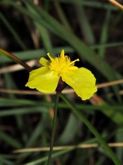 Xyris capensis