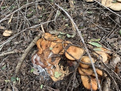 Omphalotus olivascens