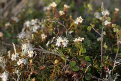 Rhododendron tomentosum