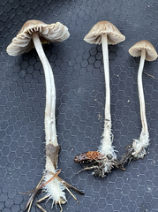 Psathyrella microrhiza