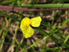 Xyris capensis
