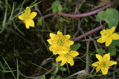 Ranunculus occidentalis