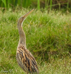 Botaurus pinnatus