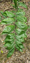 Chamaedorea pinnatifrons