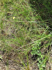 Xyris capensis