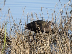 Plegadis chihi