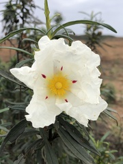 Cistus