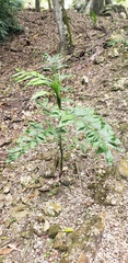Chamaedorea pinnatifrons