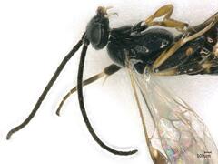 Microgastrinae