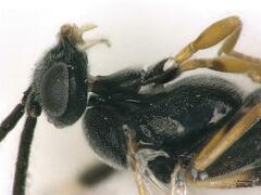 Microgastrinae