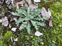 Senecio vernalis