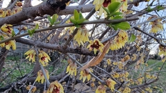 Chimonanthus praecox