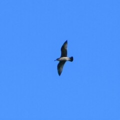 Larus argentatus