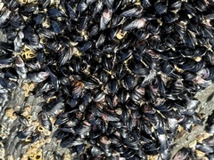 Xenostrobus neozelanicus