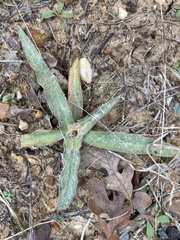 Tradescantia subacaulis