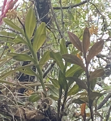 Epidendrum amphistomum