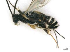 Microgastrinae