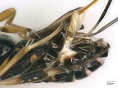 Microgastrinae