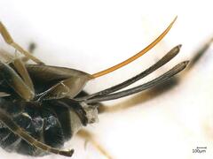 Microgastrinae