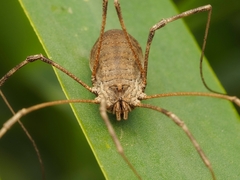 Bunochelis spinifera