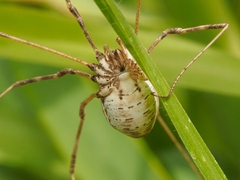 Bunochelis spinifera