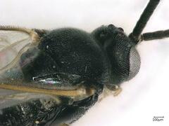Microgastrinae