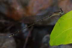 Nehalennia pallidula