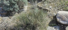 Ephedra aspera