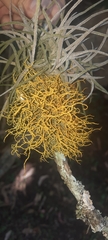 Teloschistes flavicans