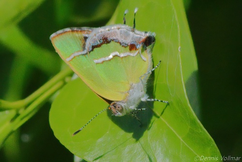 Silver-banded Hairstreak photo 2