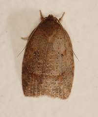 Thyromorpha stibaropis