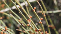 Ephedra aspera
