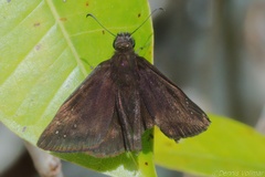 Ephyriades brunnea