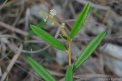 Croton linearis